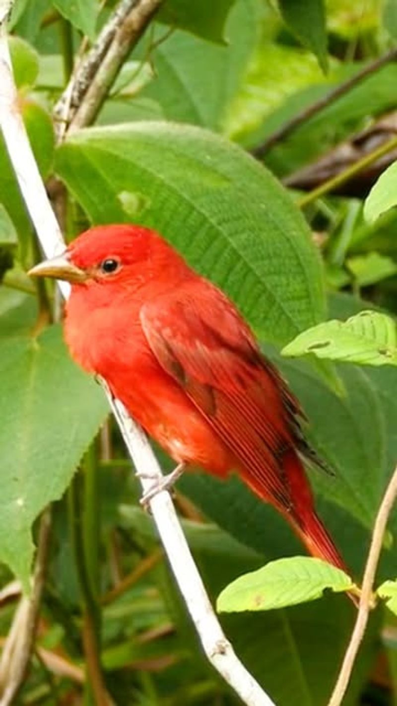 Summer Tanager