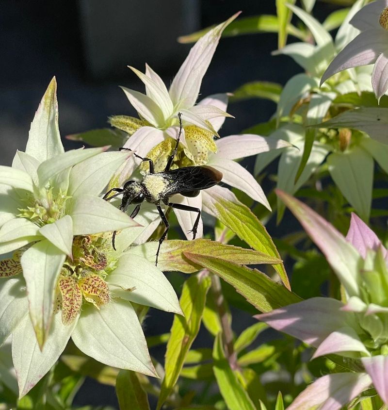 Spotted Beebalm (Monarda punctata)