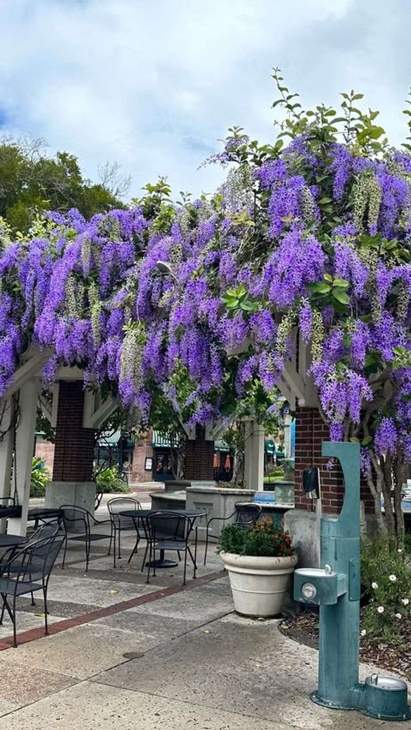 Savannah's Secret Gardens