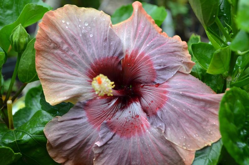 Turn of the Century Hibiscus