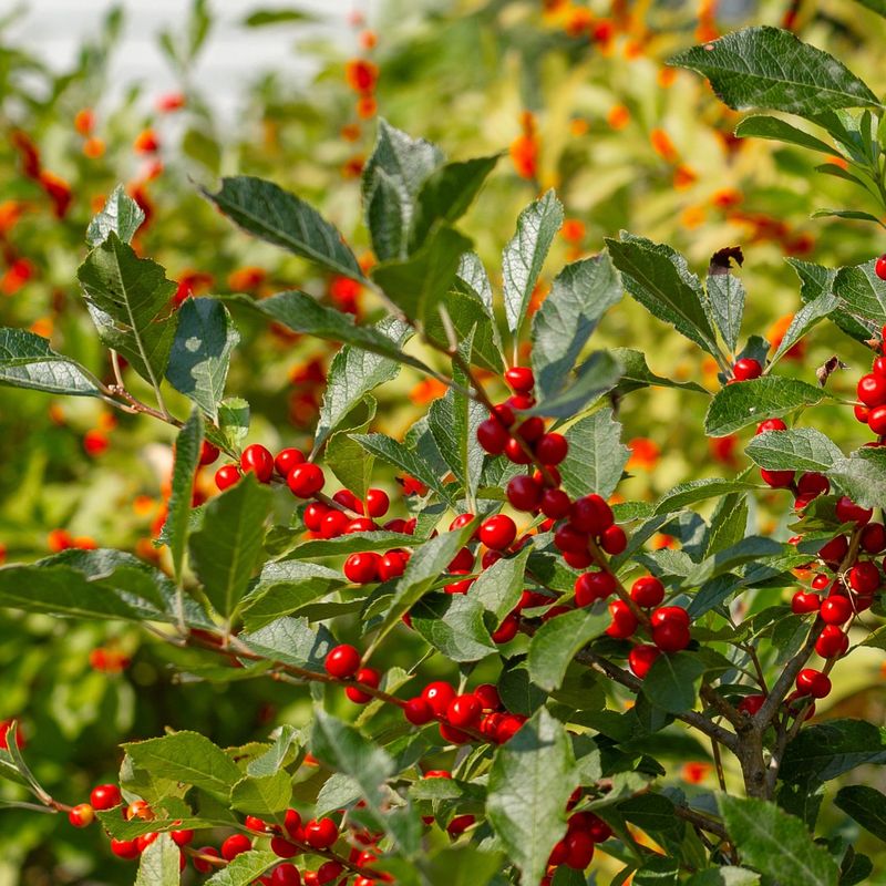 Winterberry