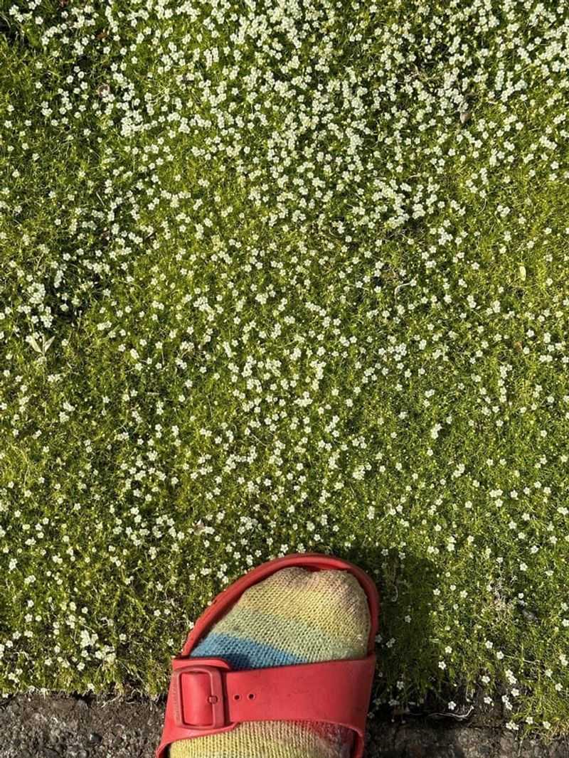 Moss