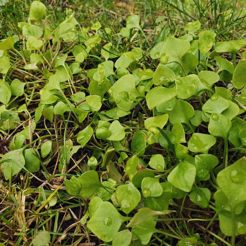 Miner's Lettuce