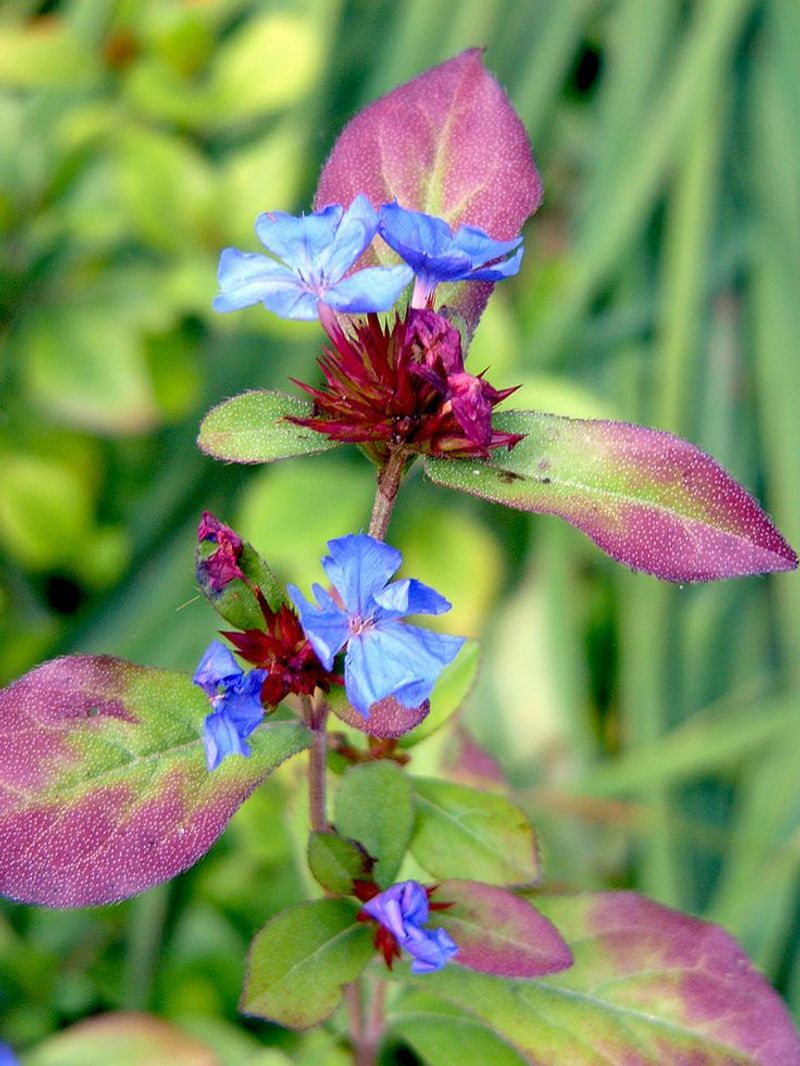 Ceratostigma