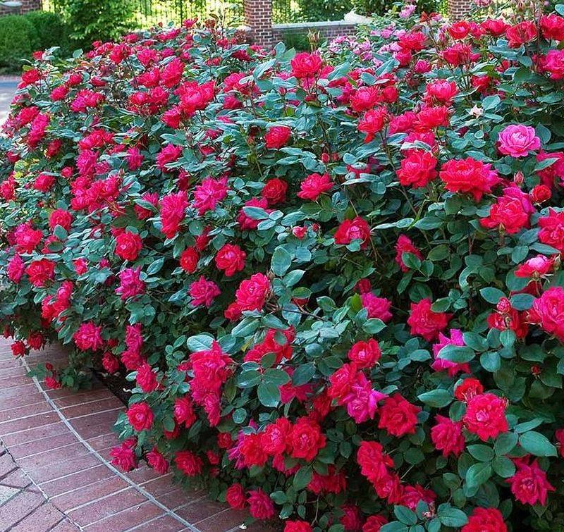 Knock Out Roses