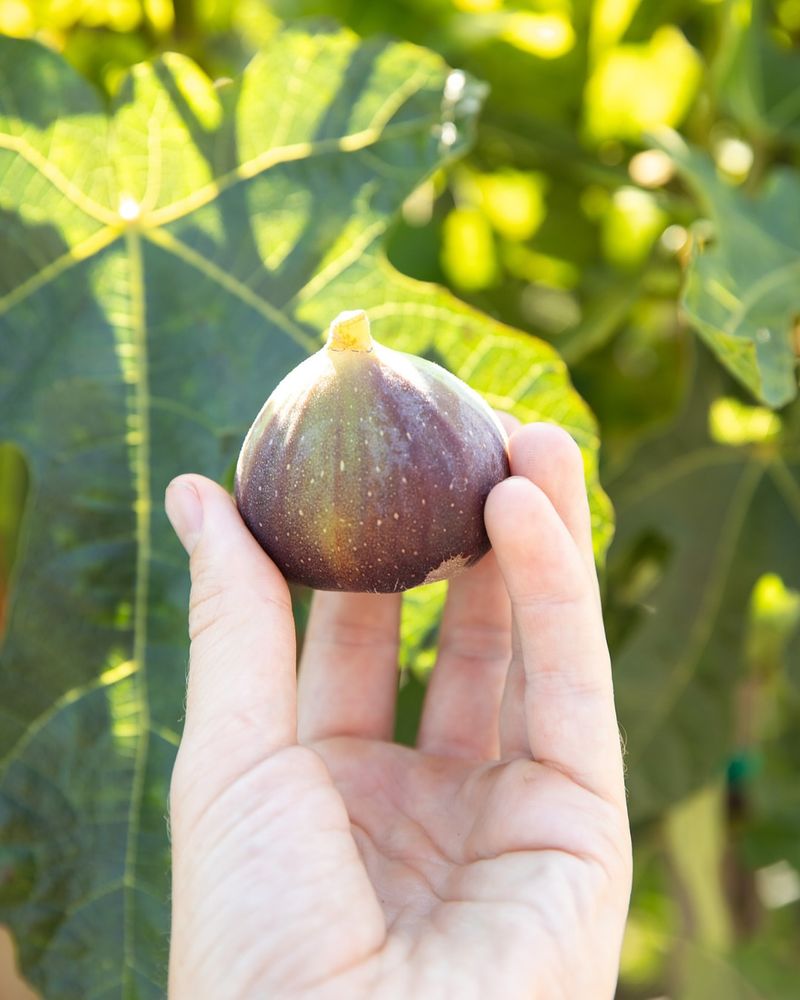 Figs