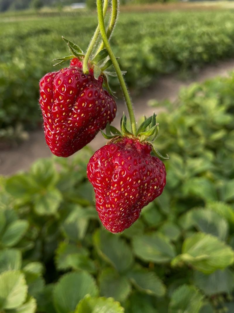 Strawberries