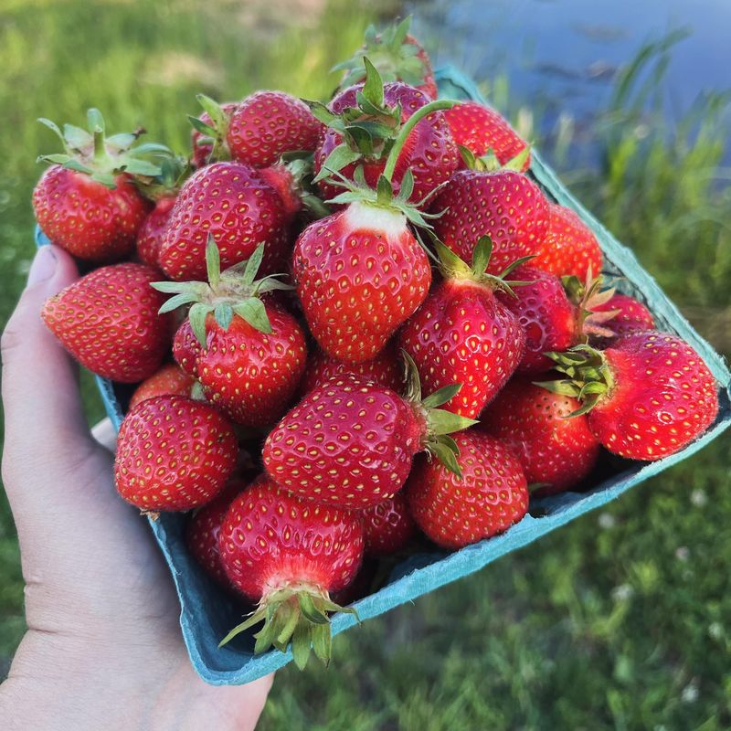 Strawberries