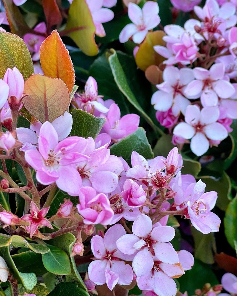 Plants Often Pruned At The Wrong Time In Mississippi