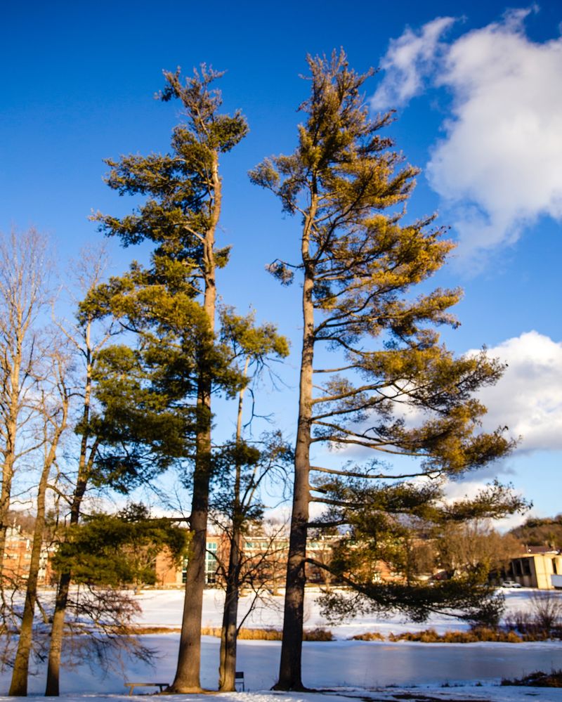 Mature Pines