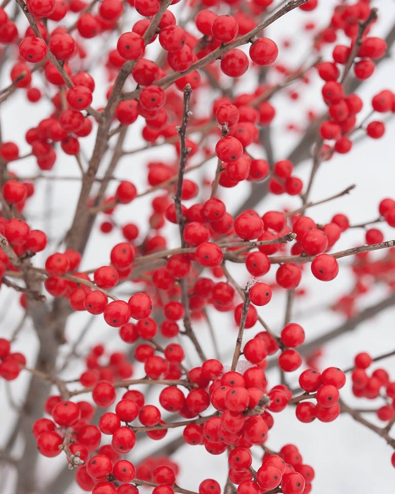 Winterberry