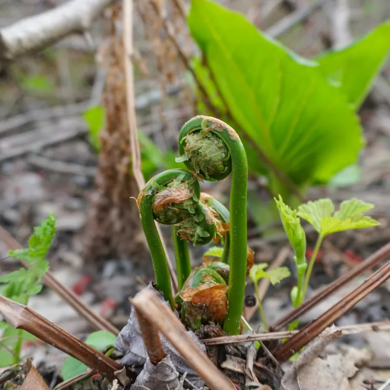 Ostrich Fern