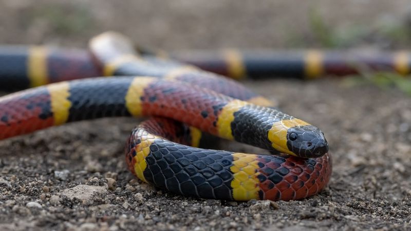 Coral Snakes