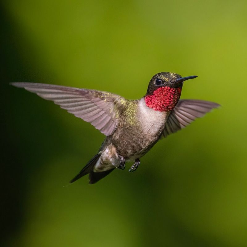 Ruby-throated Hummingbird