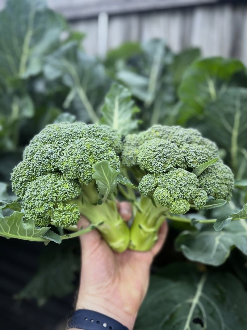 Broccoli