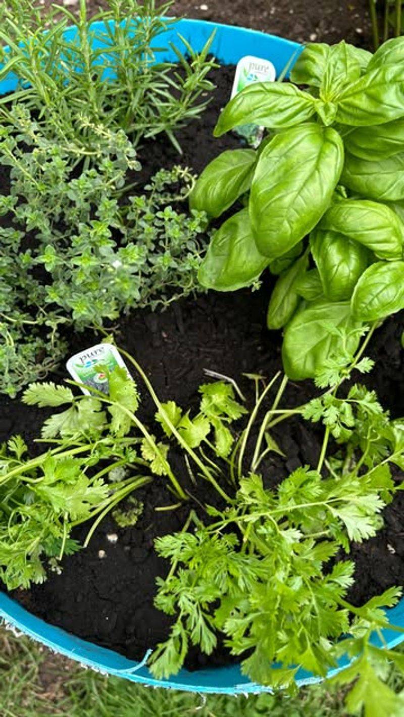 Herbs