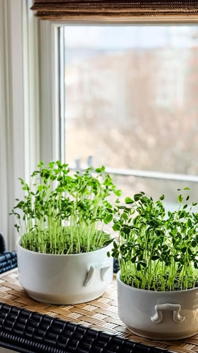 Pea Shoots