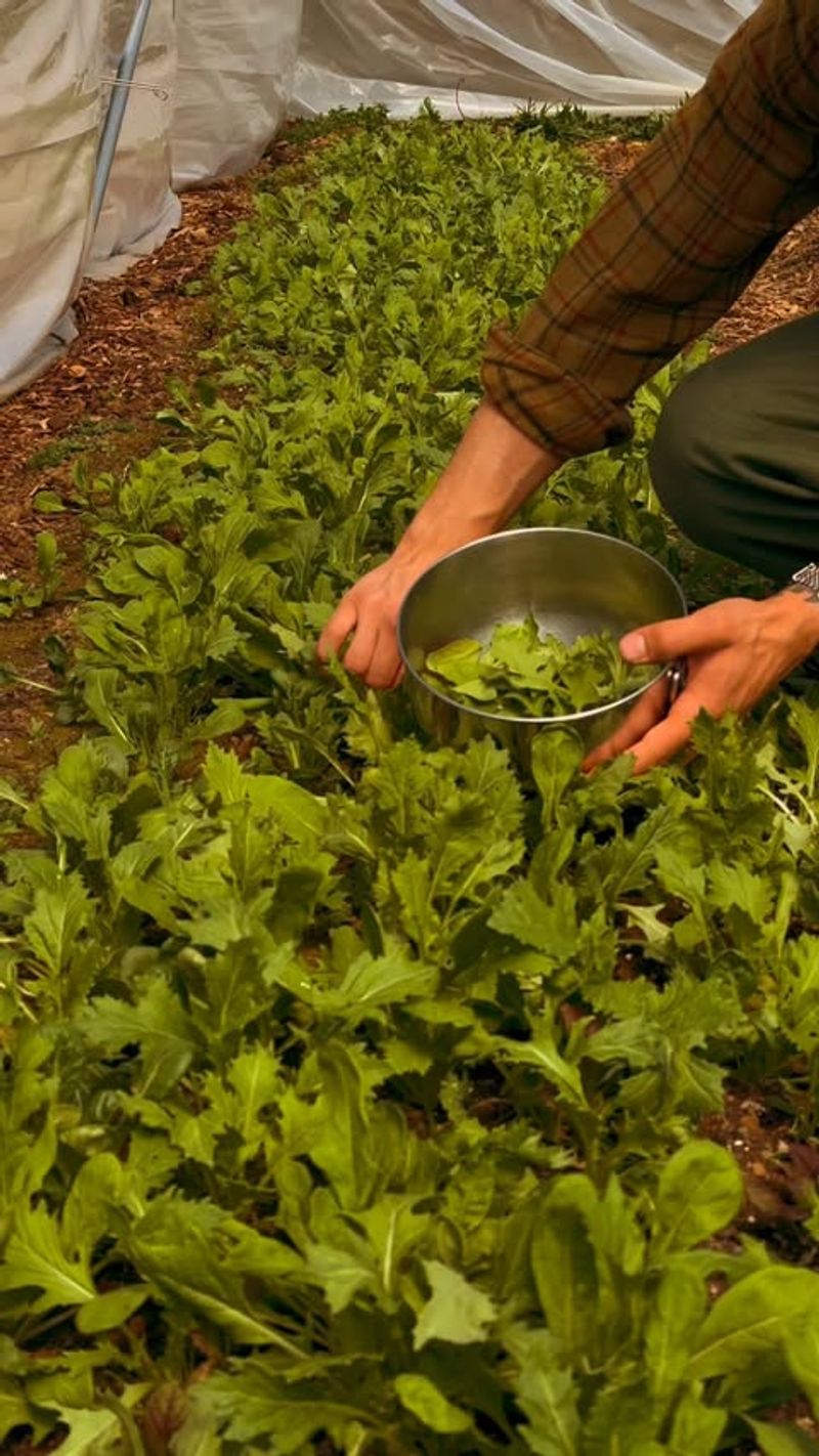 Mustard Greens