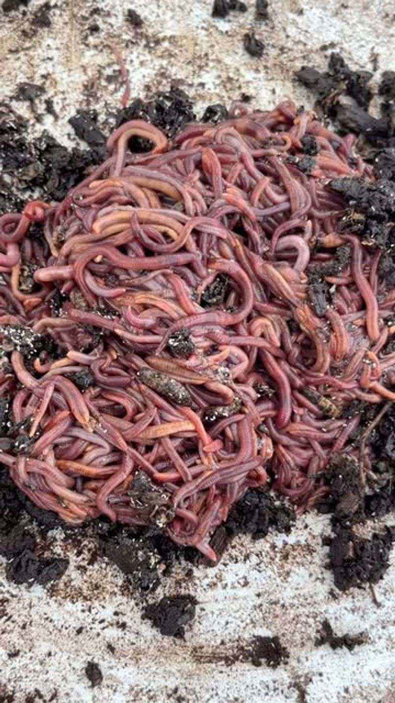 Vermiculture With Native Worms