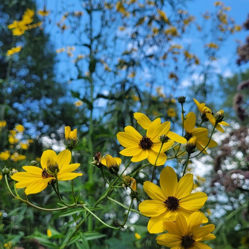 Captivating Coreopsis