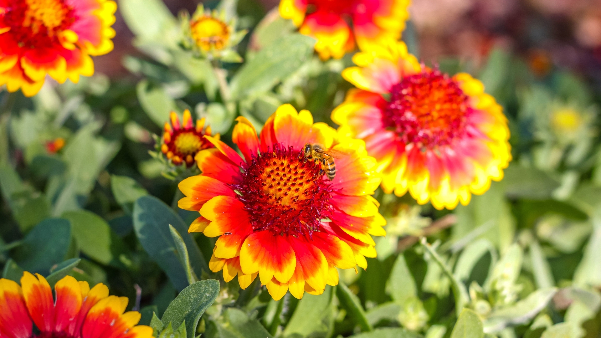 Bold Flowers That Attract Pollinators In Idaho