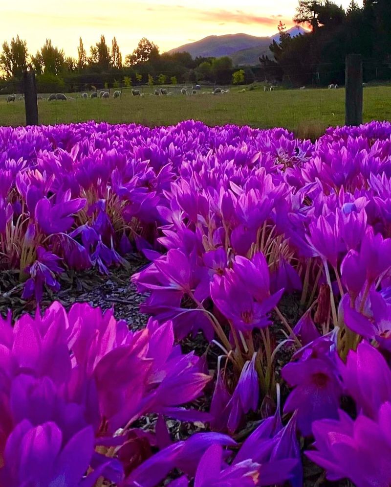 Autumn Crocus