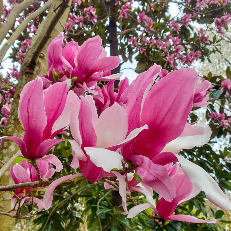 Magnolia Collection