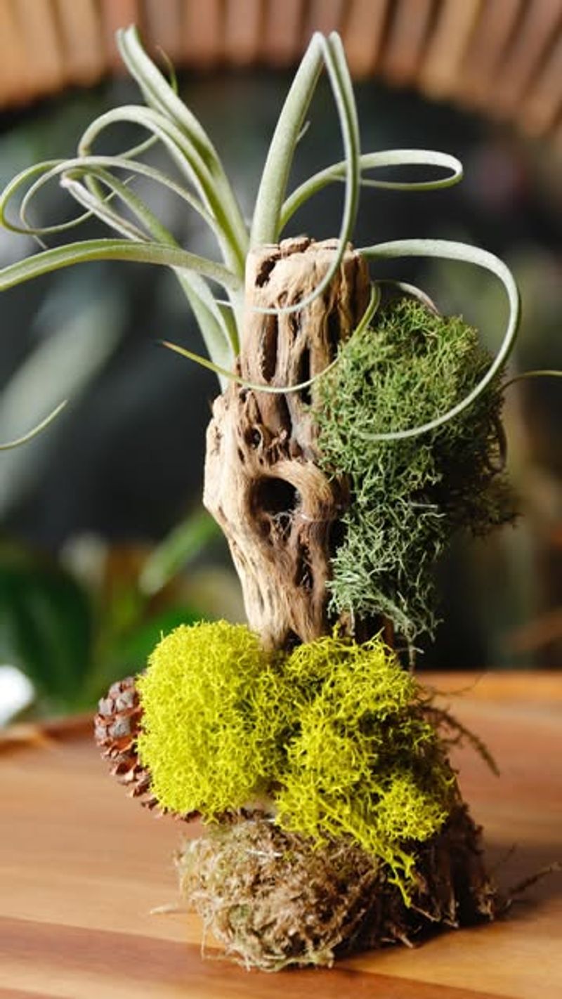 Air Plants
