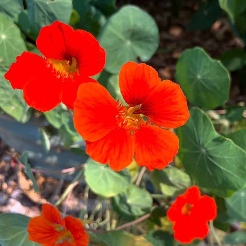 Nasturtium - Edible Pollinator Playground