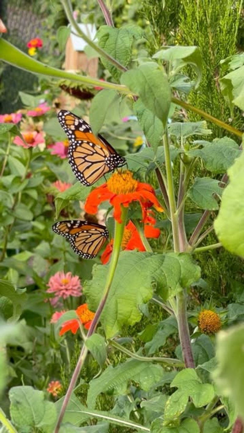 Tithonia