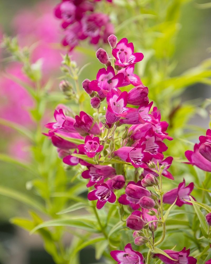 Feathered Fountain Grass Edges With Penstemon Accents