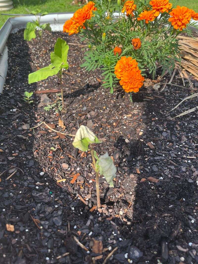 Companion Planting Benefits