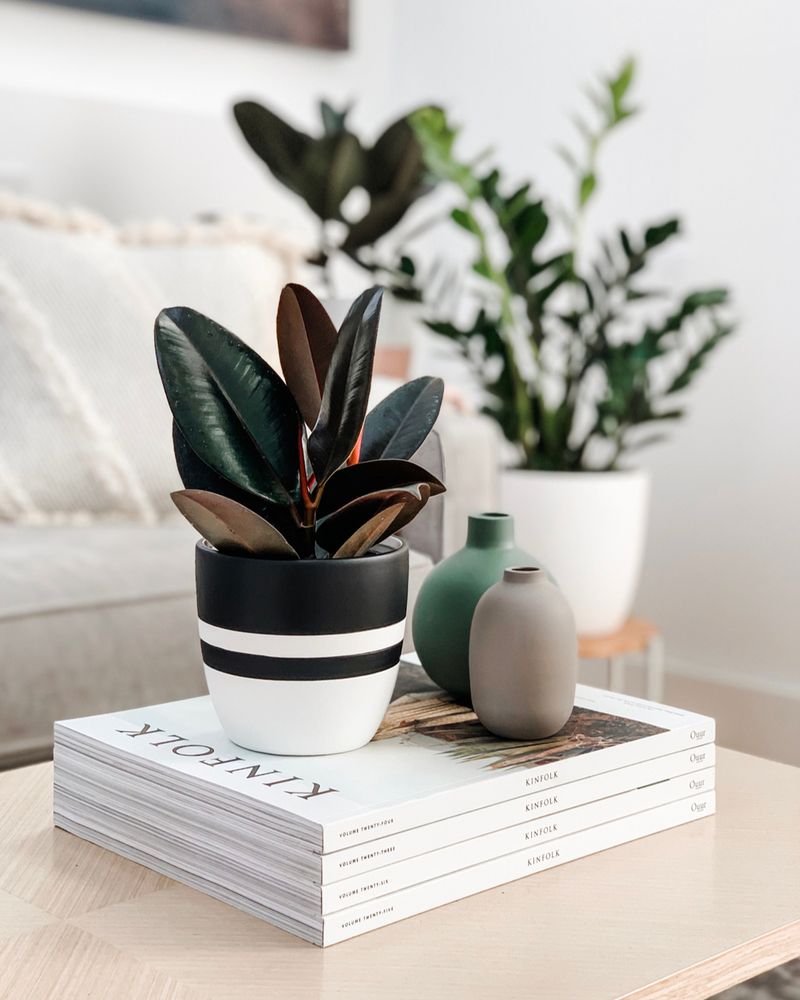 Rubber Plant
