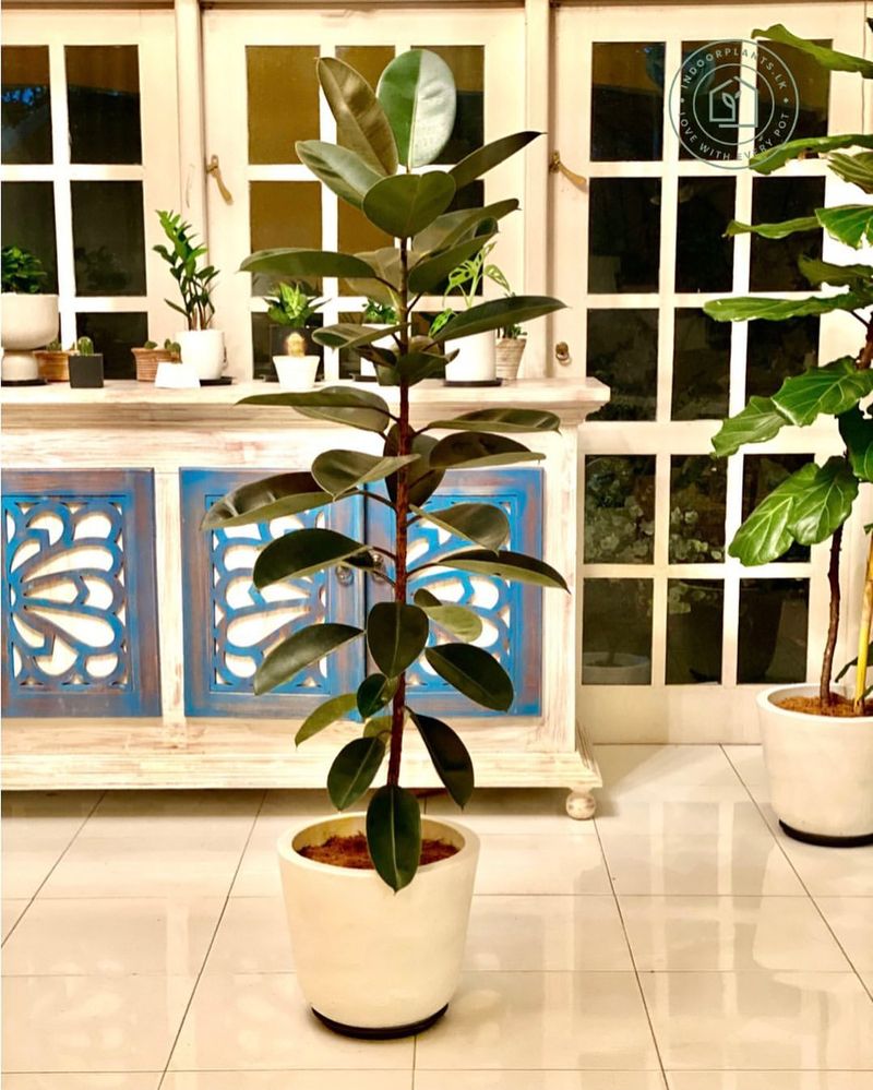 Rubber Plant