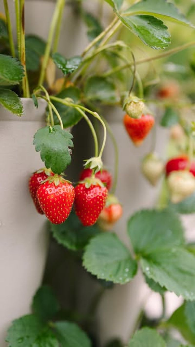 Strawberries