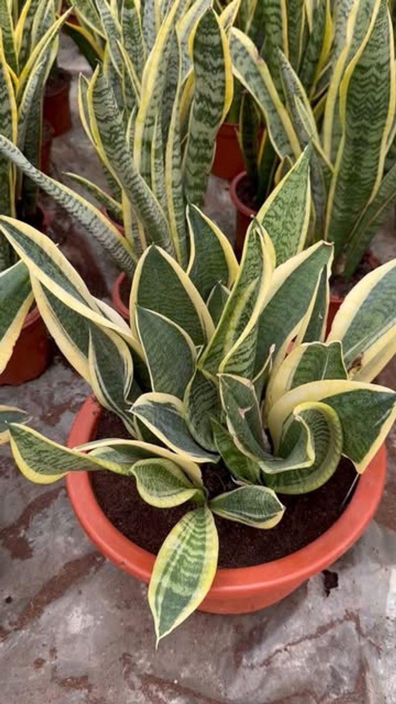 Snake Plant: Nighttime Oxygen Factory