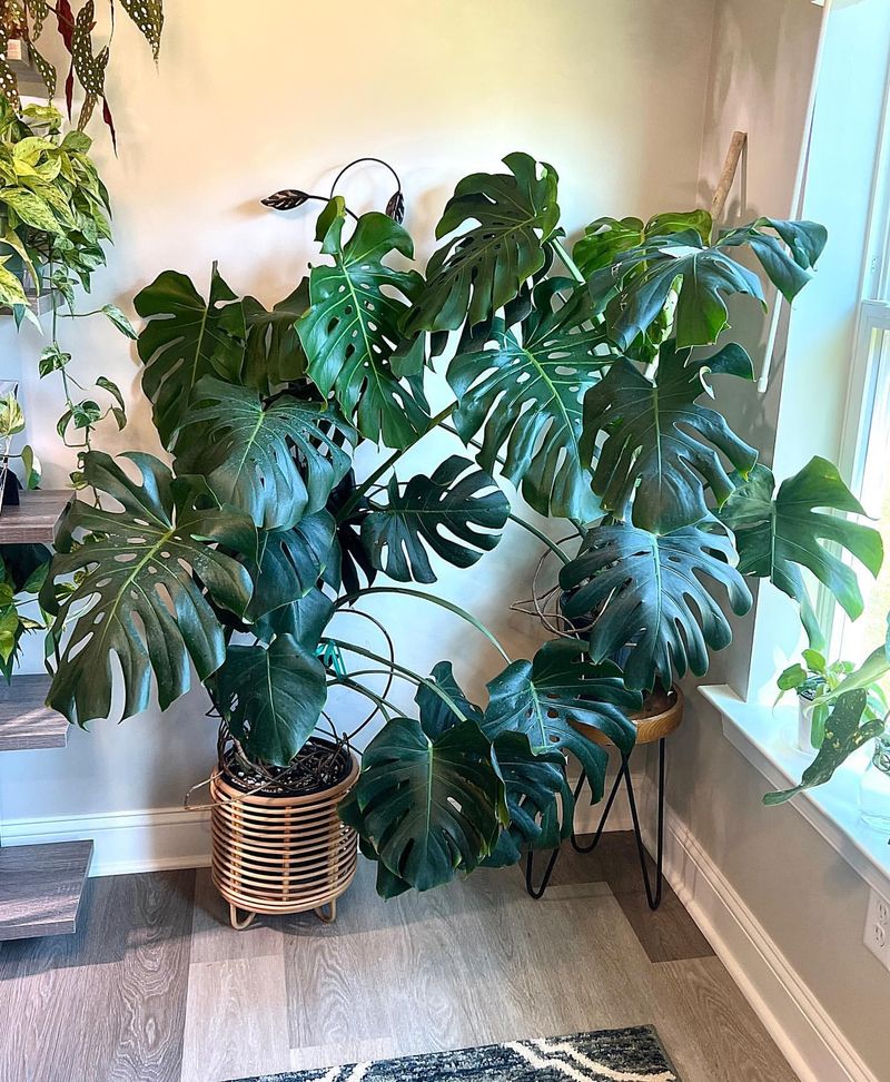 Monstera (Monstera deliciosa)