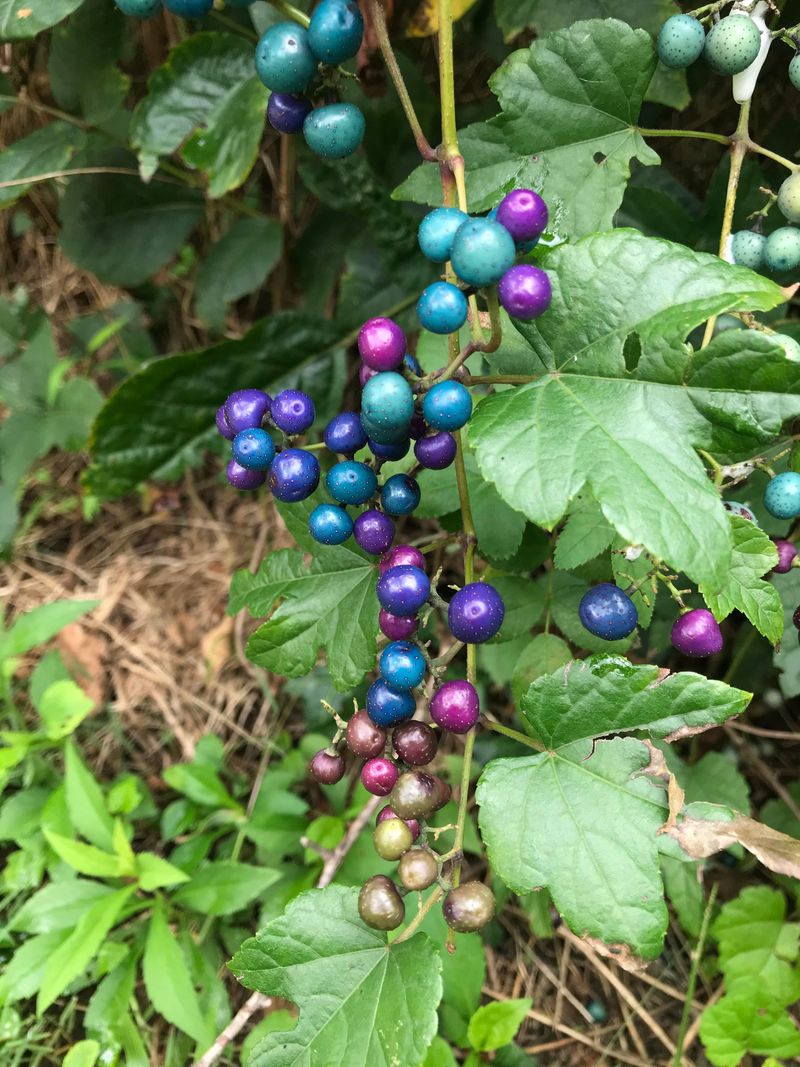 Porcelain Berry (Ampelopsis brevipedunculata)