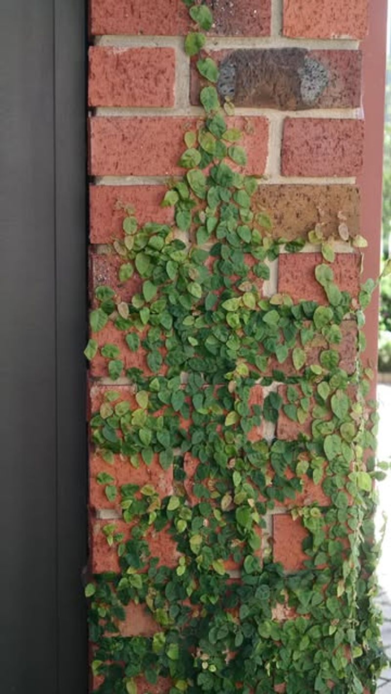 Creeping Fig