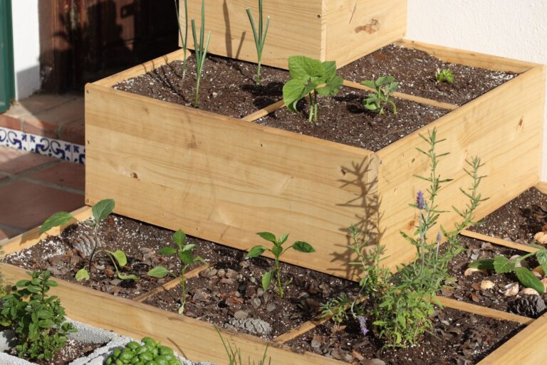 veggies planted in boxes (featured image)