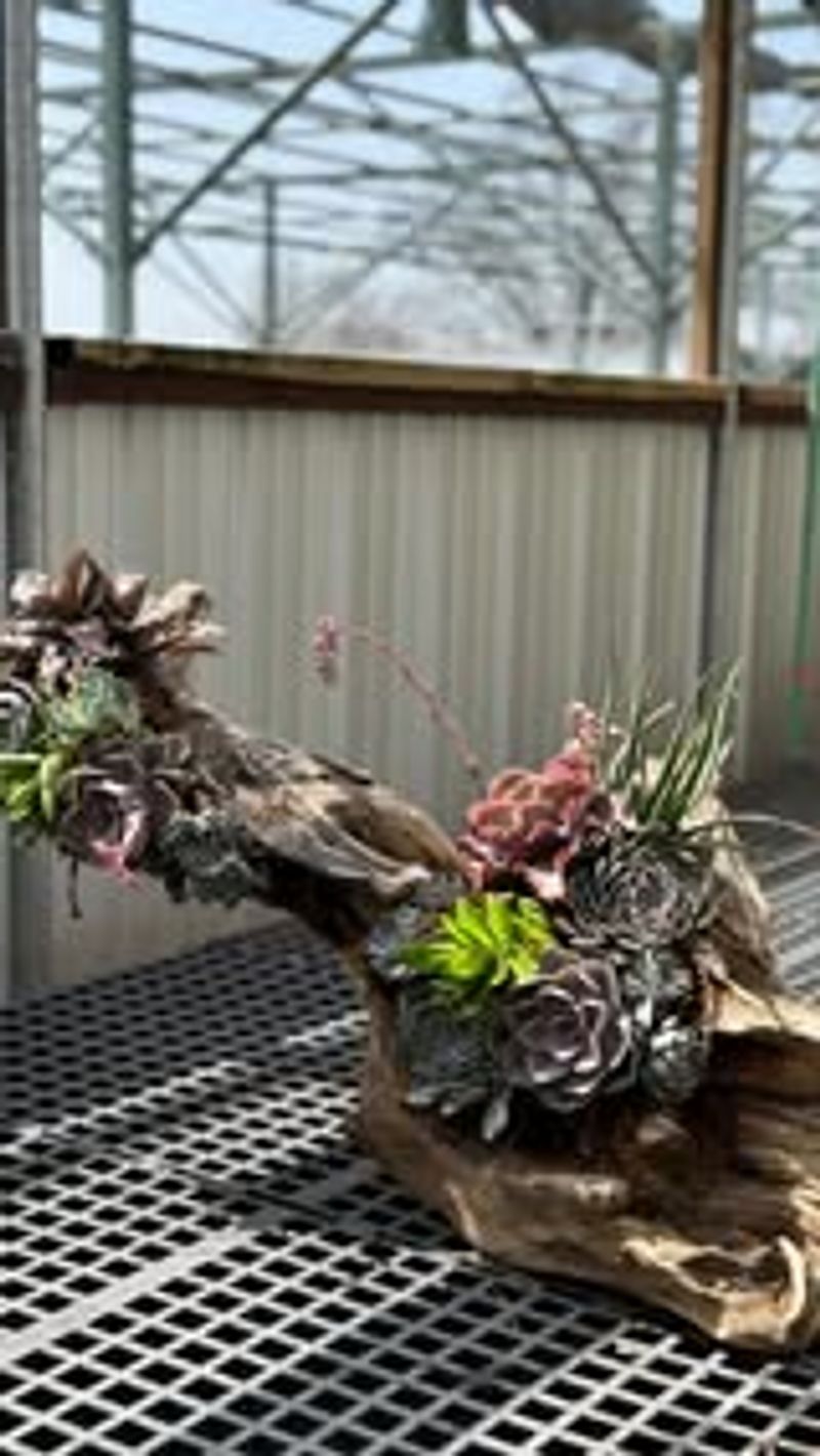Sculptural Driftwood Arrangements