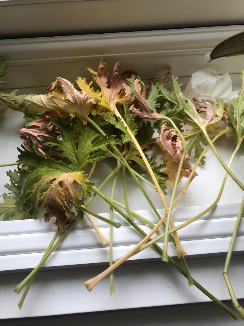 Alkaline Soil PH Problems