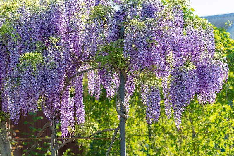 Drought-Resistant Vine Coverage