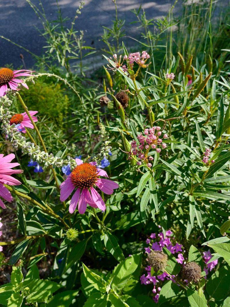 Pollinator Pocket Prairies