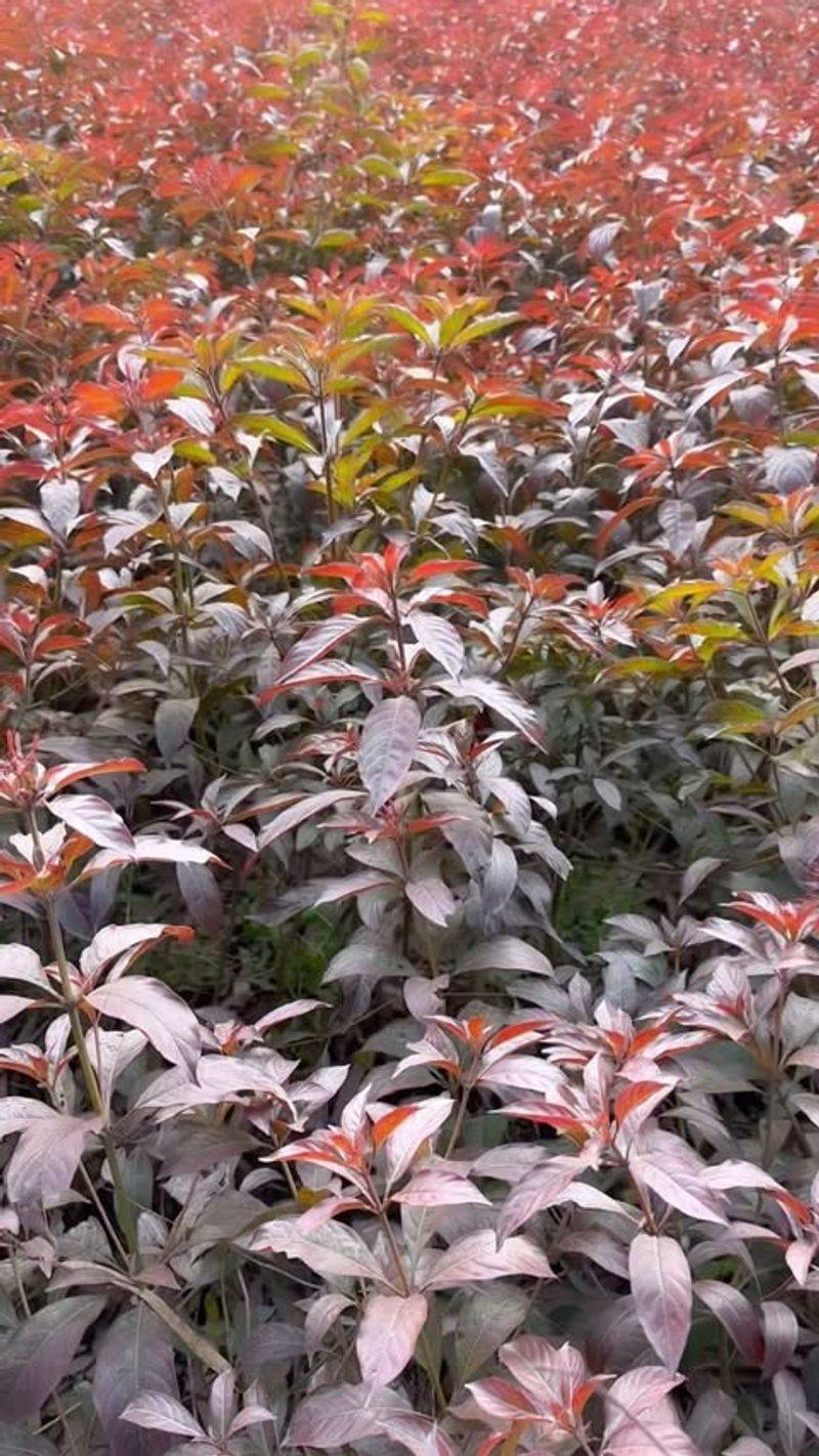 Hamelia Heatwave