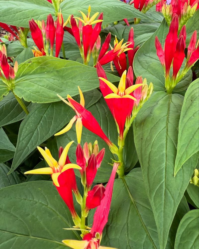 Woodland Pinkroot