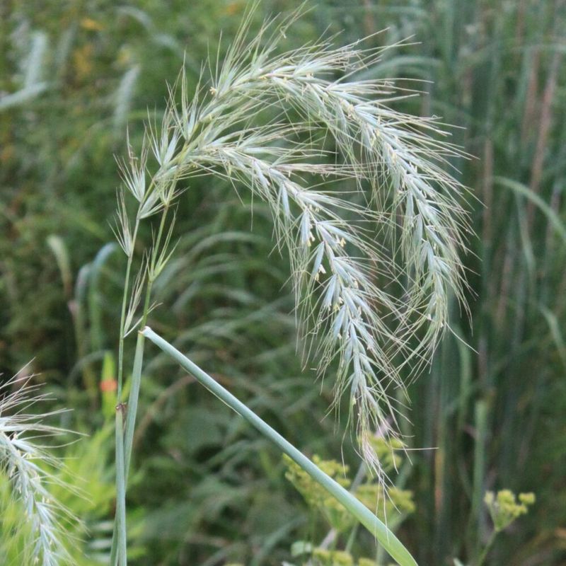 Canada Wild Rye (Elymus canadensis)
