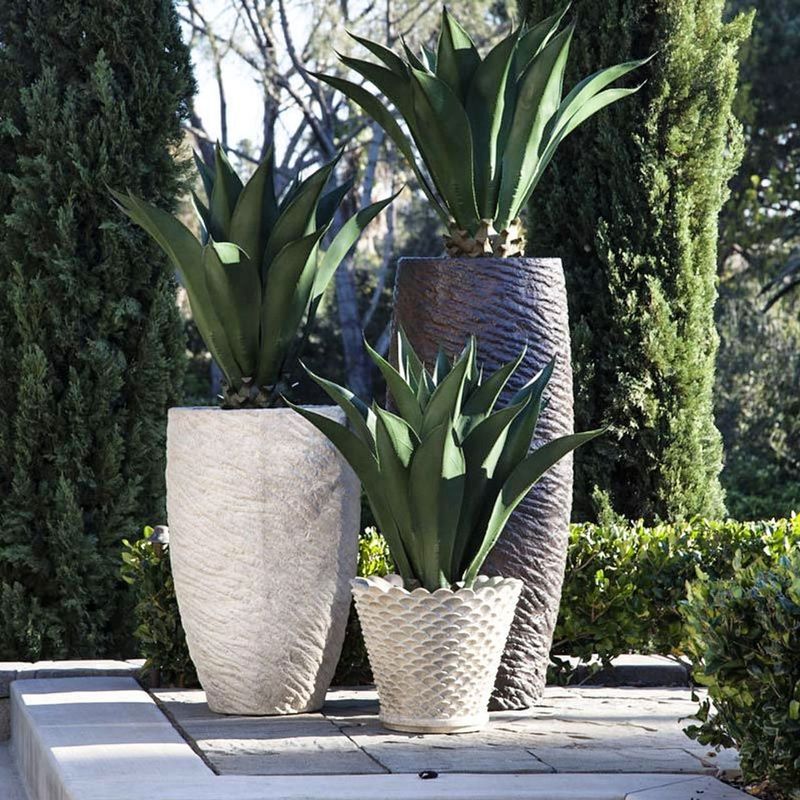 Agave