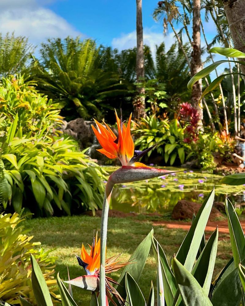 Bird of Paradise