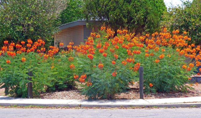 Mexican Bird Of Paradise